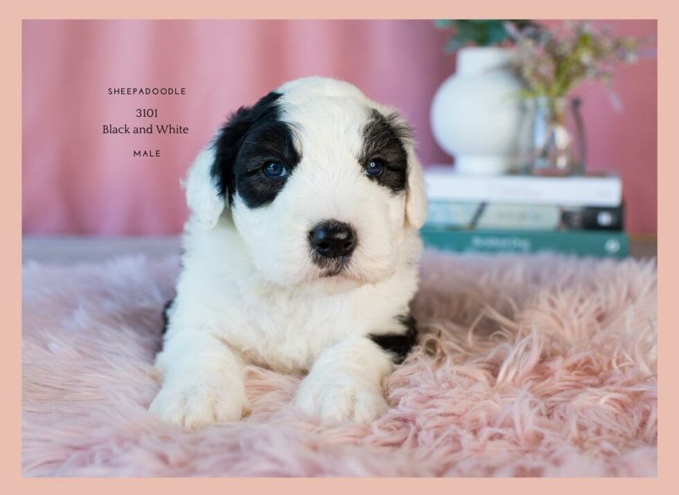 991003001923101 Australian Sheepadoodles Australia